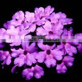 Verbena x Hortensis Verbena Hybrid thumbnail-1