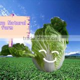 chinese long cabbage(export standard)