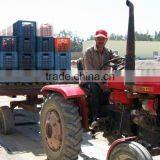 Hot Selling Sun Dried Tomotoes for Buyer thumbnail-2