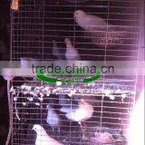 Low Carbon Steel Wire Pigeon Cage for Poultry Farm thumbnail-3