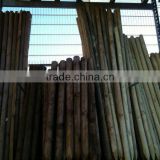 Natural China Fir Wood Stake