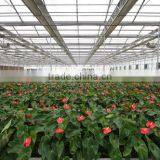 Greenhouse thumbnail-1