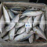 Frozen Indian Mackerel thumbnail-2