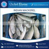 A Grade Good Taste Canned Indian Mackerel Fish Supplier thumbnail-3