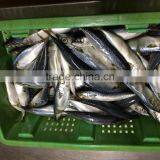 Pacific Mackerel Fish thumbnail-3