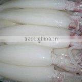 FRESH FROZEN SQUID (U5,U7,U10) FROM ALO SEAFOOD thumbnail-3