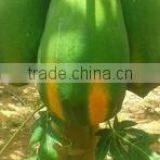 Fresh Papya Exporters in India thumbnail-6