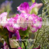 Building Decoration Natural Carnation Flowers For Wholesale Purple High Quality Carnation thumbnail-5