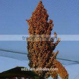 Sorghum Price Can be Very Competitive thumbnail-4