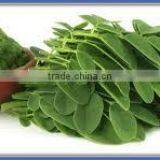 100% PURE & NATURAL MORINGA POWDER