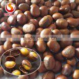 Chinese Chestnut thumbnail-1