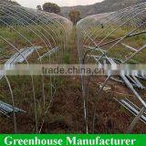 Cheap Plastic Single Tunnel Tomato Greenhouse thumbnail-2
