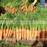 CA04 Xiuhong mid-early maturity f1 hybrid carrot seeds Chinese vegetable seeds