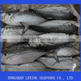 Frozen Hard Tail Scad thumbnail-1