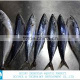 300-500g,400-600g frozen pacific/atlantic mackerel