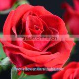 Export Fresh Cut Rose Flowers Carola Roses Fresh Cut Flowers Colombia thumbnail-4