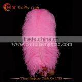 CHINA HX Factory Wholesale Hight Quality Bulk Ostrich Feathers for Sale thumbnail-3