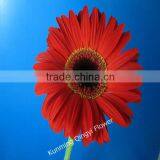 Alibaba China supplier gerbera fresh cut flowers manufacture fresh cut flower