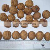 Best Price Walnut in Shell Whole Pice Size of 30mm