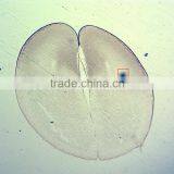 50pcs Box Chick Embryo Prepared Microscope Slides thumbnail-5