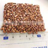 2016 Crop ---Roasted Buckwheat Kernels thumbnail-4