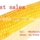 frozen yellow corn maize for sale