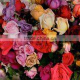 Fresh Cut Roses thumbnail-1