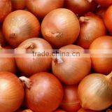 Premium Grade Yellow Onion Market Price for Export thumbnail-1