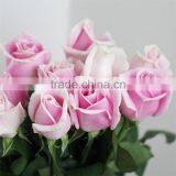 Best Sales and Beautifual Fresh Cut Flowers in thumbnail-2