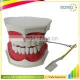 Handmade Plastic Dental Jaws Human Teeth Model thumbnail-1