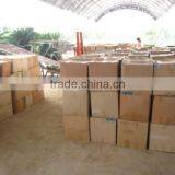 Echinocactus Grusonii in Box Packing thumbnail-3