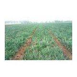 Fresh Vegetable White Natural Fresh Onion Non-Peeled Low Fats And Sodium For Powder, for Dehydration thumbnail-1