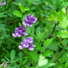 1kg Bulk Wholesale Pure Organic Alfalfa Grass Seed Lucerne Forage Crop Seeds for Sale thumbnail-2