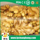 Best Quality Fresh Gingers thumbnail-2