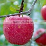 2015 new crop chinese fresh fuji apple from best food