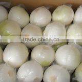 2013 New Chinese Onion for Sales thumbnail-1