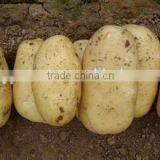 New Crop Prices Potato With High Quality thumbnail-1