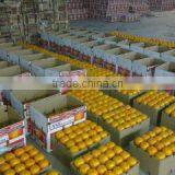 Al Shareed Enterprises company overview - view 3 thumbnail