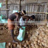 Fresh Coconuts thumbnail-3