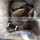 Frozen Tilapia Whole Round thumbnail-2