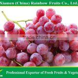 Fresh Fruits of Yunnan Xinjiang Red Sweet Globe Grape Table Grape thumbnail-2