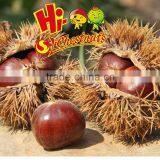 Hot Sale Organic Fresh Chinese Chestnut thumbnail-2