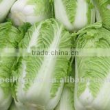 Chinese Fresh Green Cabbage (HOT!HOT!!!)