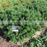 Taxus Media Hicksii Plant