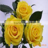 Wholesle Different Types of Pink Rose Flowers Arrangements Made in China thumbnail-5