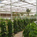 Galvanized Steel Pipes Greenhouse Structure With Hydroponic System thumbnail-3