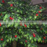 SJZJN 035 Creative Design Aritificial Lemon Tree Made in China High Imitation Tree thumbnail-2