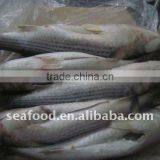 Gutted Grey Mullet/mugil Cephalus thumbnail-1