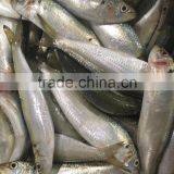 Best Price for Canning Frozen Sardine Seafood thumbnail-5