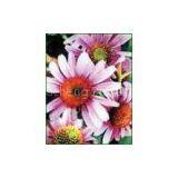 Echinacea Purpurea Extract(rossonl@huacheng-biotech.com)